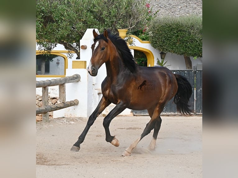 PRE Mix Hengst 1 Jahr 165 cm Brauner in Menorca