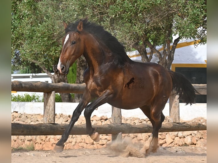 PRE Mix Hengst 1 Jahr 165 cm Brauner in Menorca