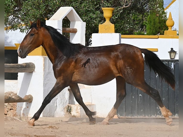 PRE Mix Hengst 1 Jahr 165 cm Brauner in Menorca