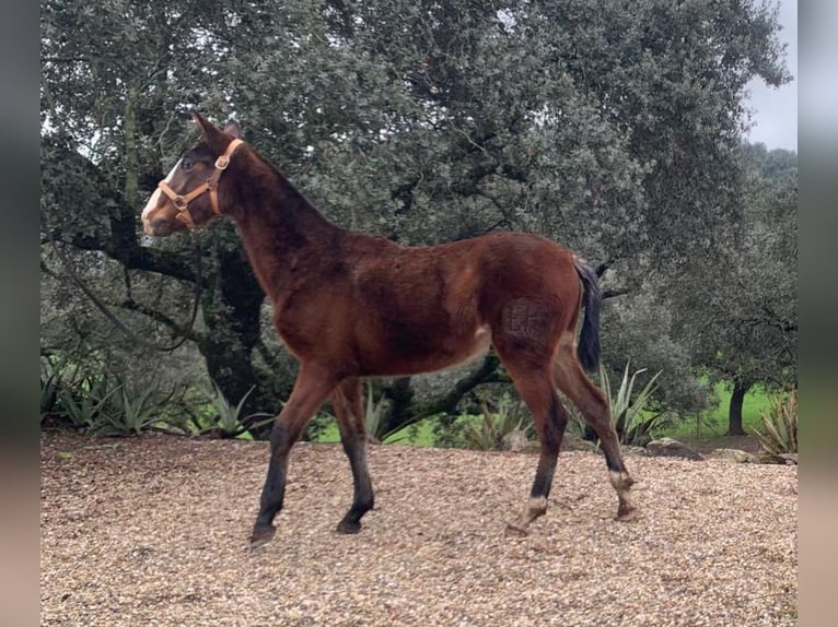 PRE Mix Hengst 1 Jahr 165 cm Brauner in Córdoba