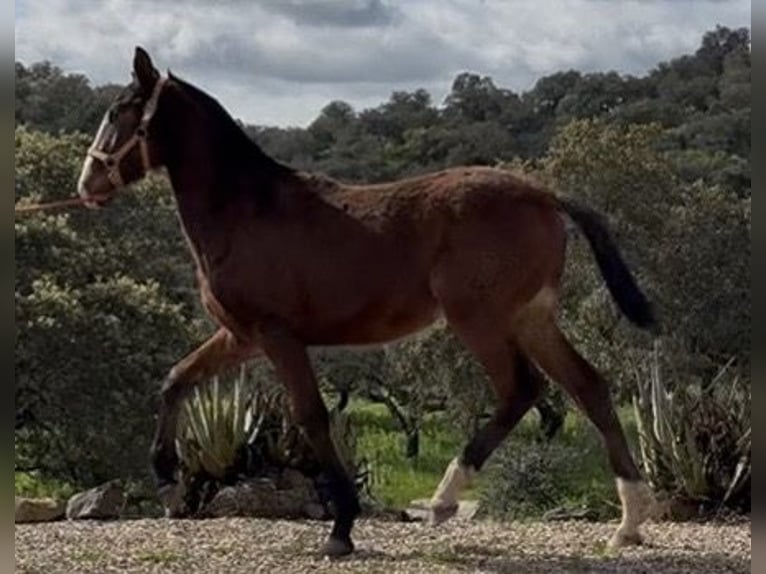 PRE Hengst 1 Jahr 165 cm Brauner in Córdoba