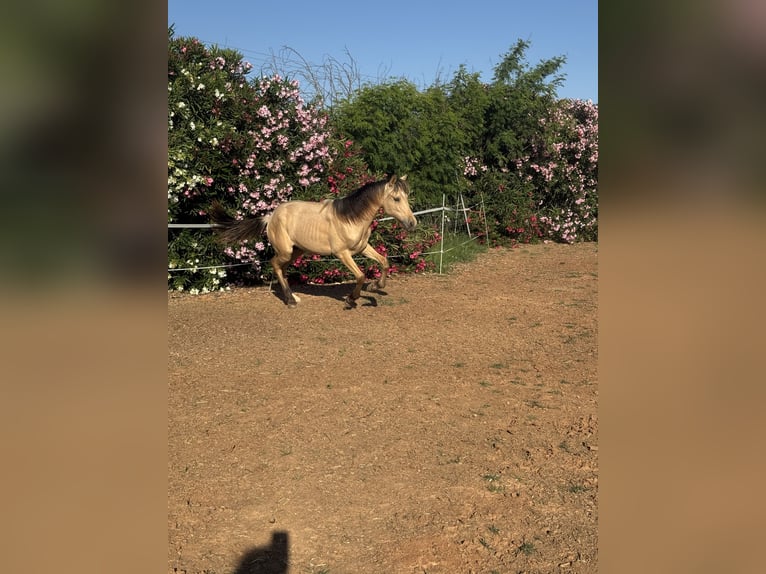 PRE Mix Hengst 1 Jahr 165 cm Falbe in Xativa