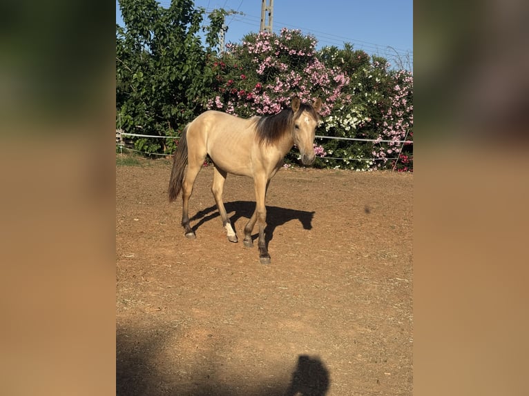 PRE Mix Hengst 1 Jahr 165 cm Falbe in Xativa