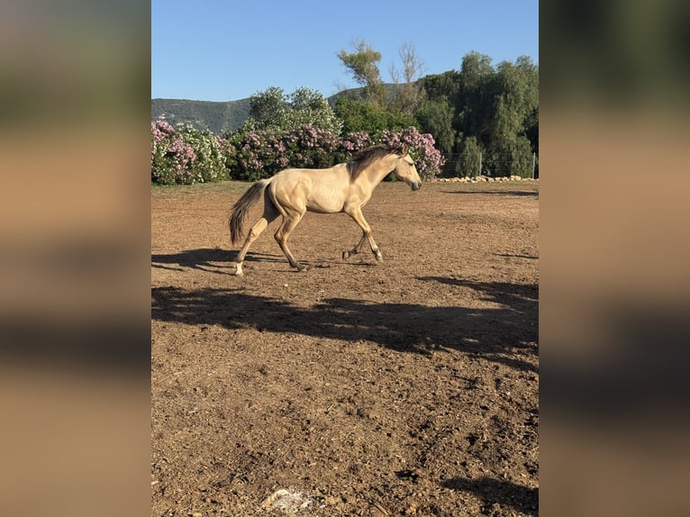 PRE Mix Hengst 1 Jahr 165 cm Falbe in Xativa