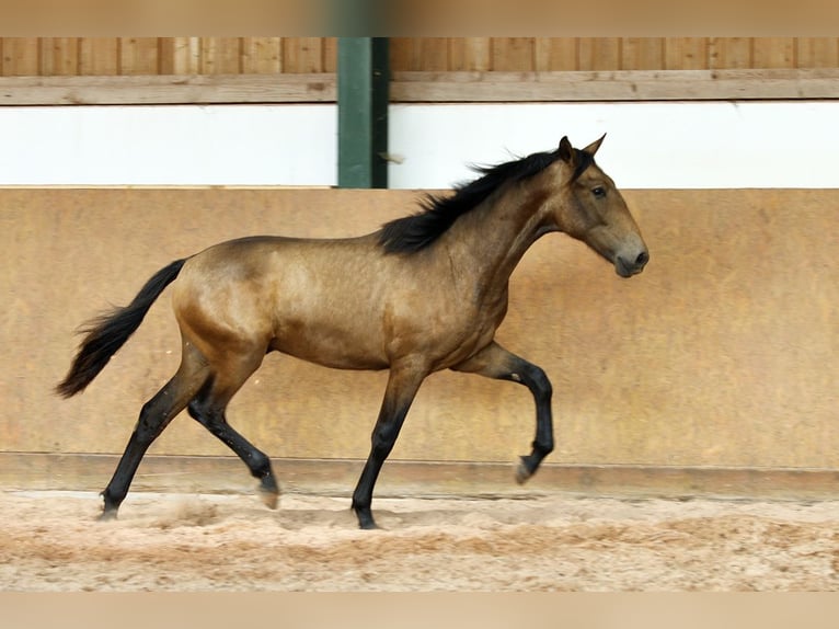 PRE Mix Hengst 1 Jahr 165 cm Falbe in Waldhölzbach