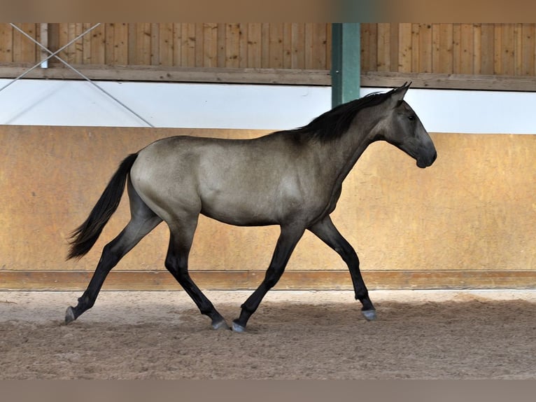 PRE Hengst 1 Jahr 165 cm Falbe in Waldh&#xF6;lzbach