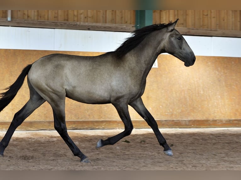 PRE Hengst 1 Jahr 165 cm Falbe in Waldh&#xF6;lzbach