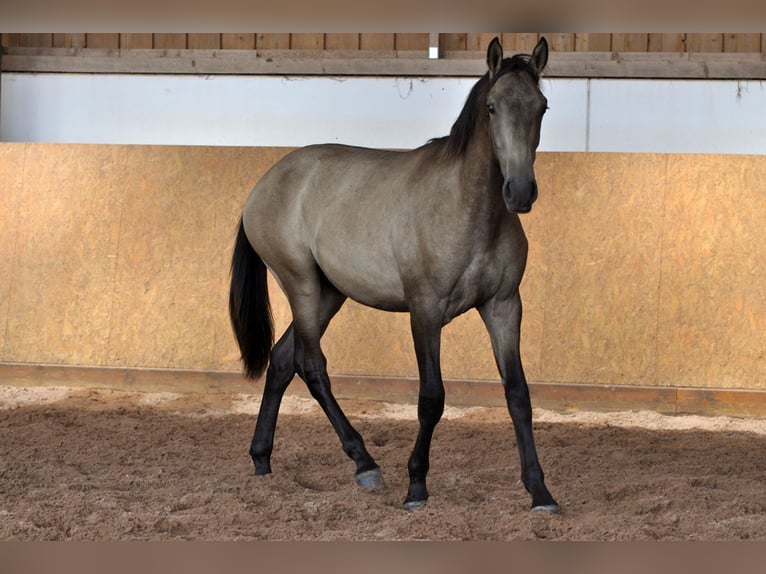 PRE Hengst 1 Jahr 165 cm Falbe in Waldh&#xF6;lzbach