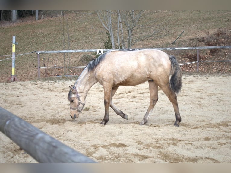 PRE Hengst 1 Jahr 165 cm Falbe in Wegscheid