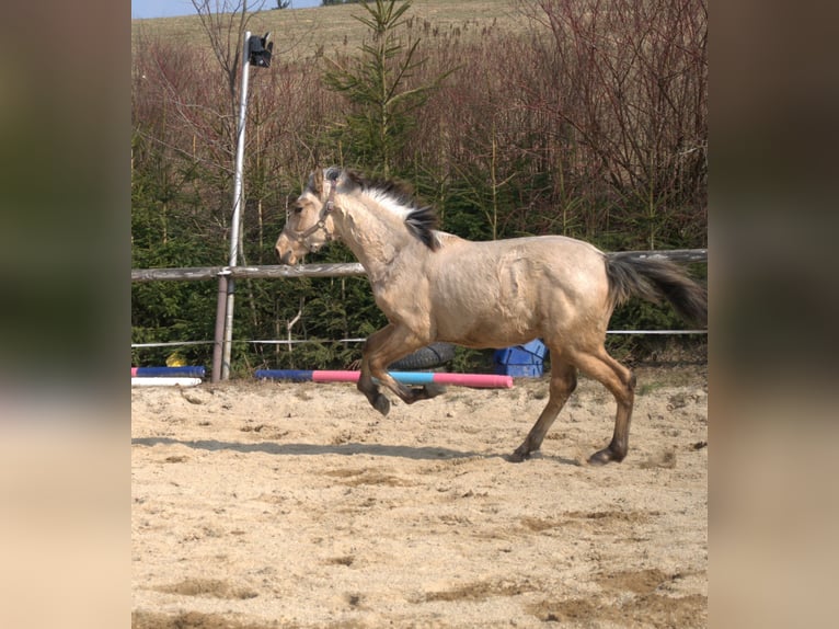 PRE Hengst 1 Jahr 165 cm Falbe in Wegscheid