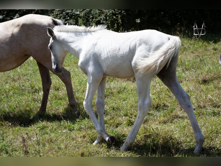 PRE Mix Hengst 1 Jahr 165 cm Palomino in La Vespière-Friardel