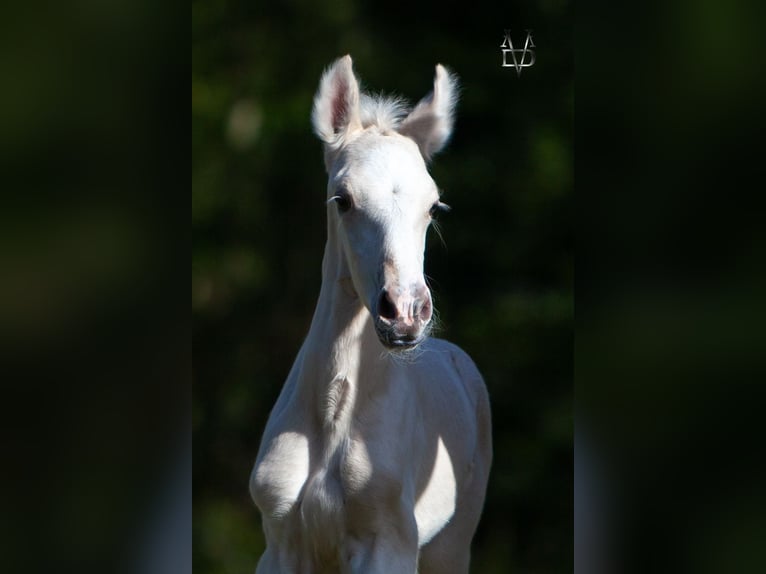 PRE Mix Hengst 1 Jahr 165 cm Palomino in La Vespière-Friardel