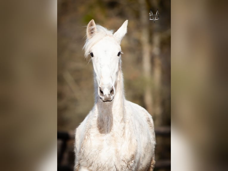 PRE Mix Hengst 1 Jahr 165 cm Palomino in LA VESPIÈRE
