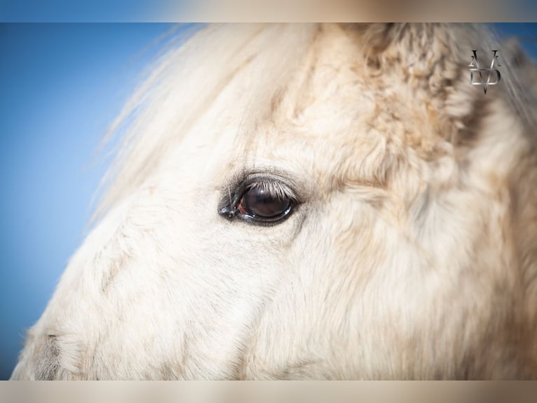 PRE Mix Hengst 1 Jahr 165 cm Palomino in LA VESPIÈRE
