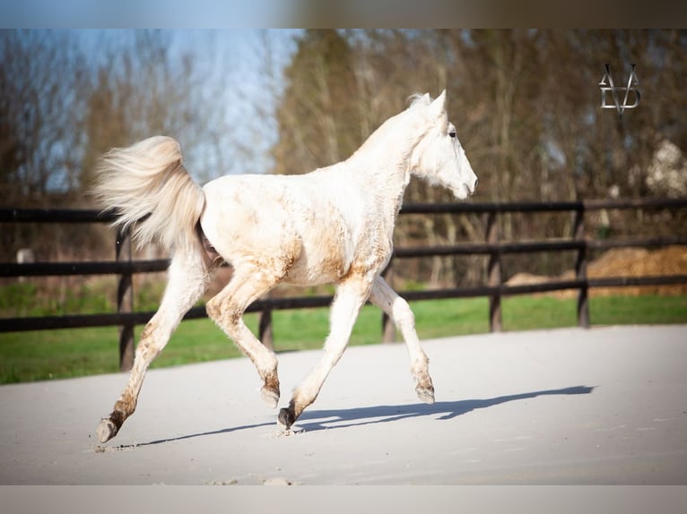 PRE Mix Hengst 1 Jahr 165 cm Palomino in LA VESPIÈRE