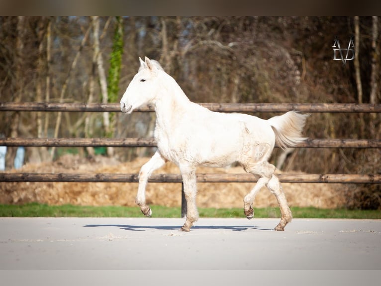 PRE Mix Hengst 1 Jahr 165 cm Palomino in LA VESPIÈRE