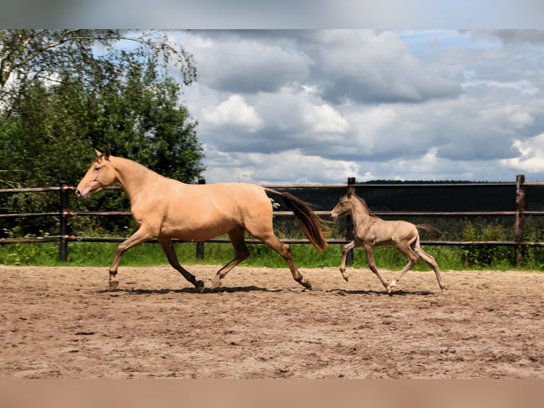 PRE Hengst 1 Jahr 165 cm Pearl in Dochamps