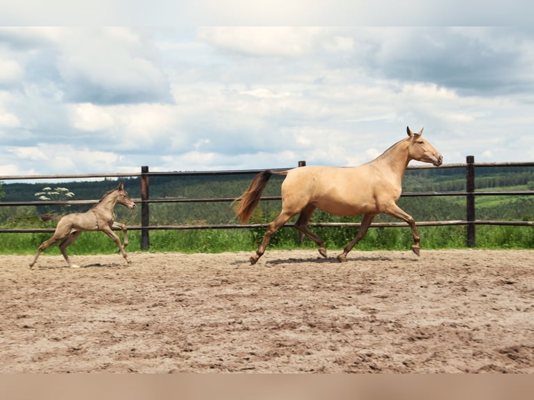 PRE Hengst 1 Jahr 165 cm Pearl in Dochamps