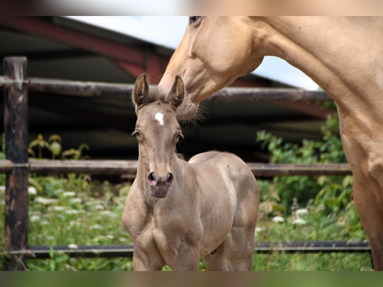 PRE Hengst 1 Jahr 165 cm Pearl in Dochamps