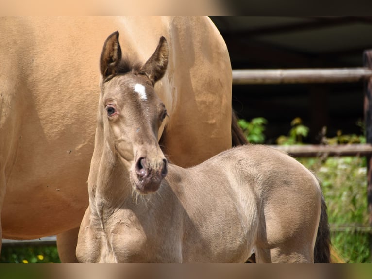 PRE Hengst 1 Jahr 165 cm Pearl in Dochamps