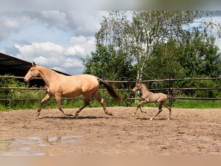 PRE Hengst 1 Jahr 165 cm Pearl in Dochamps