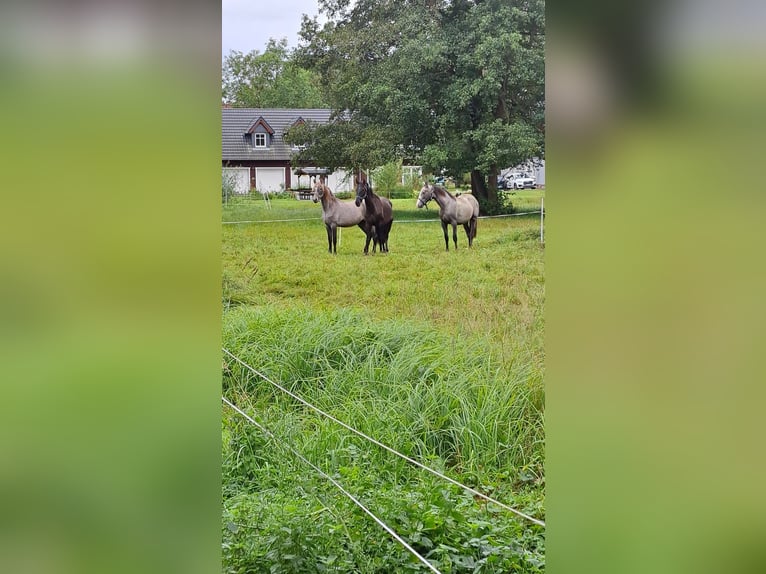 PRE Mix Hengst 1 Jahr 165 cm Rappe in Leipe