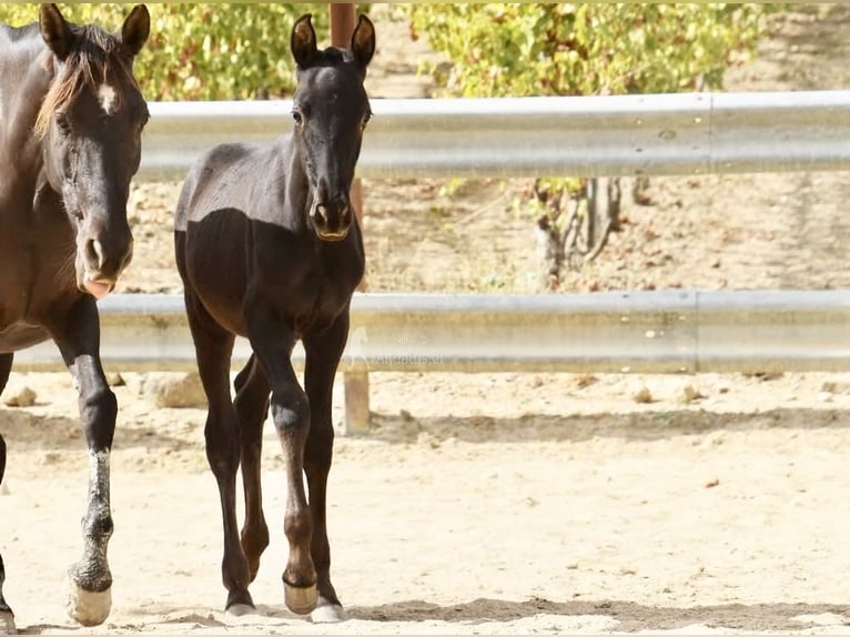 PRE Hengst 1 Jahr 165 cm Rappe in Provinz Cordoba