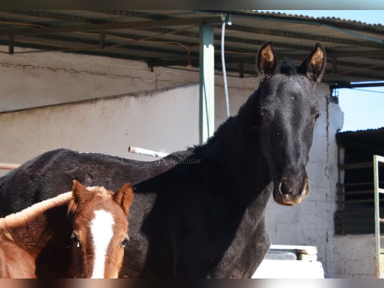 PRE Hengst 1 Jahr 165 cm Rappe in Provinz Cordoba
