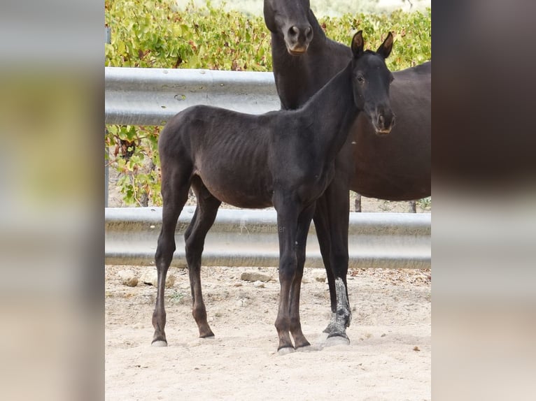 PRE Hengst 1 Jahr 165 cm Rappe in Provinz Cordoba