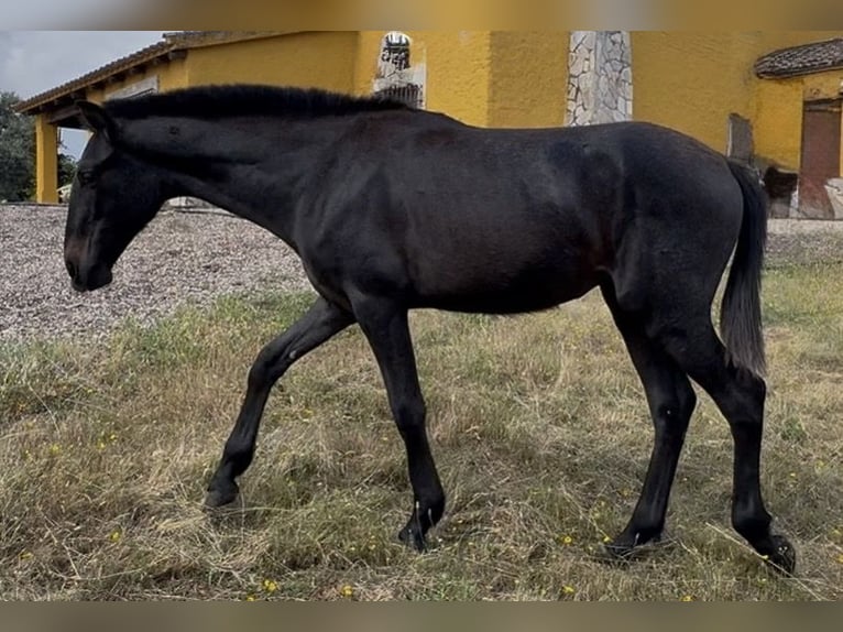 PRE Hengst 1 Jahr 165 cm Schimmel in Jardinito, El (Cordoba) (Finca)