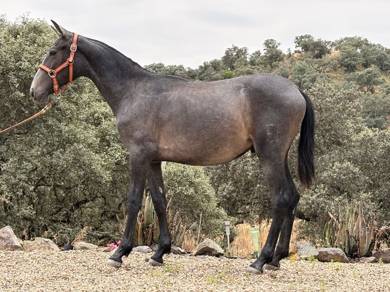 PRE Hengst 1 Jahr 165 cm Schimmel in Jardinito, El (Cordoba) (Finca)