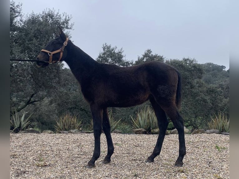 PRE Mix Hengst 1 Jahr 165 cm Schimmel in Jardinito, El (Cordoba) (Finca)