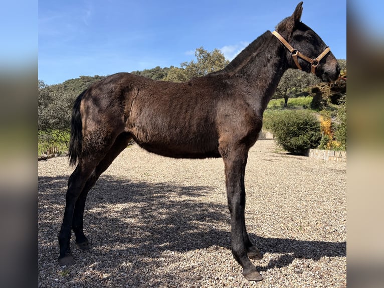 PRE Hengst 1 Jahr 165 cm Schimmel in Jardinito, El (Cordoba) (Finca)