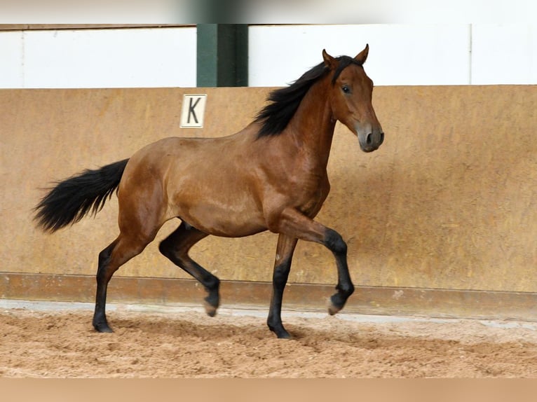 PRE Mix Hengst 1 Jahr 167 cm Brauner in Waldhölzbach