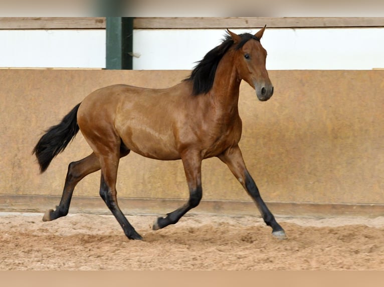 PRE Mix Hengst 1 Jahr 167 cm Brauner in Waldhölzbach