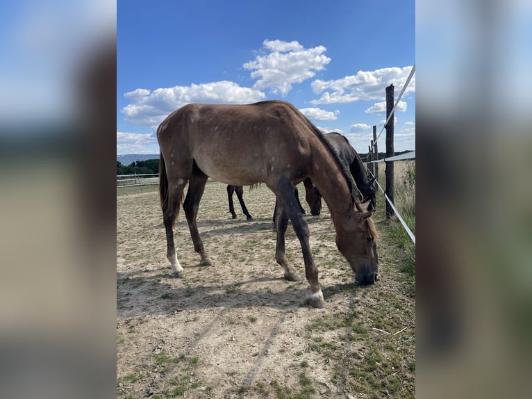 PRE Mix Hengst 1 Jahr 167 cm Braunfalbschimmel in Oberglatt ZH