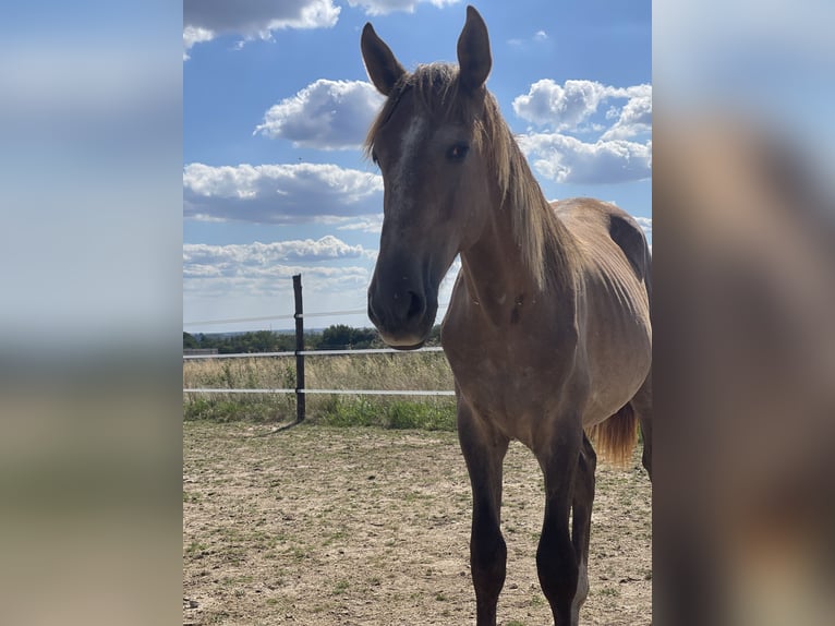 PRE Mix Hengst 1 Jahr 167 cm Braunfalbschimmel in Oberglatt ZH
