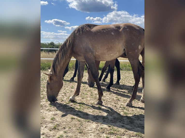 PRE Mix Hengst 1 Jahr 167 cm Braunfalbschimmel in Oberglatt ZH