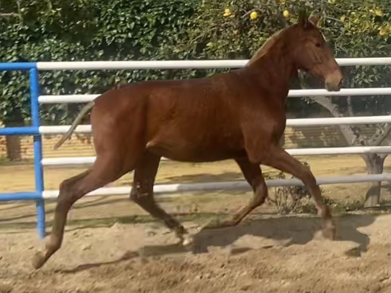 PRE Mix Hengst 1 Jahr 167 cm Fuchs in Fuentes De Andalucia