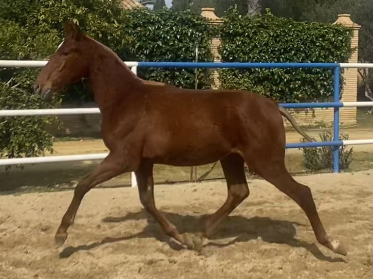 PRE Mix Hengst 1 Jahr 167 cm Fuchs in Fuentes De Andalucia