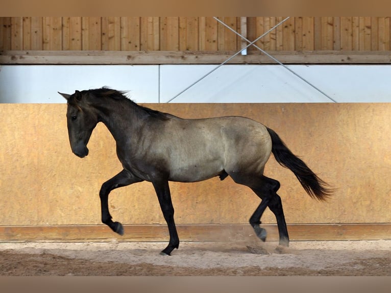 PRE Mix Hengst 1 Jahr 167 cm Schimmel in Waldh&#xF6;lzbach