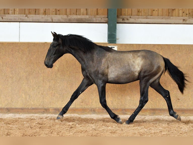 PRE Mix Hengst 1 Jahr 167 cm Schimmel in Waldhölzbach