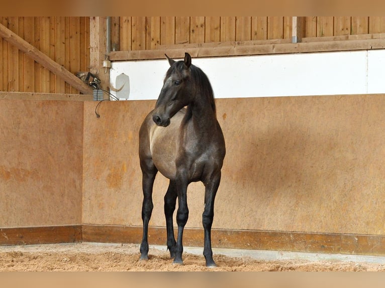 PRE Mix Hengst 1 Jahr 167 cm Schimmel in Waldhölzbach