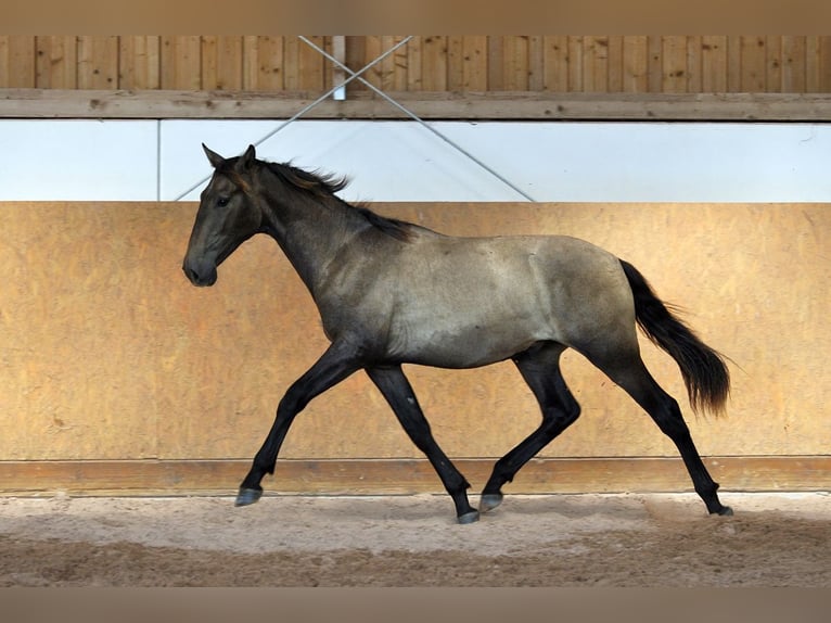 PRE Mix Hengst 1 Jahr 167 cm Schimmel in Waldh&#xF6;lzbach