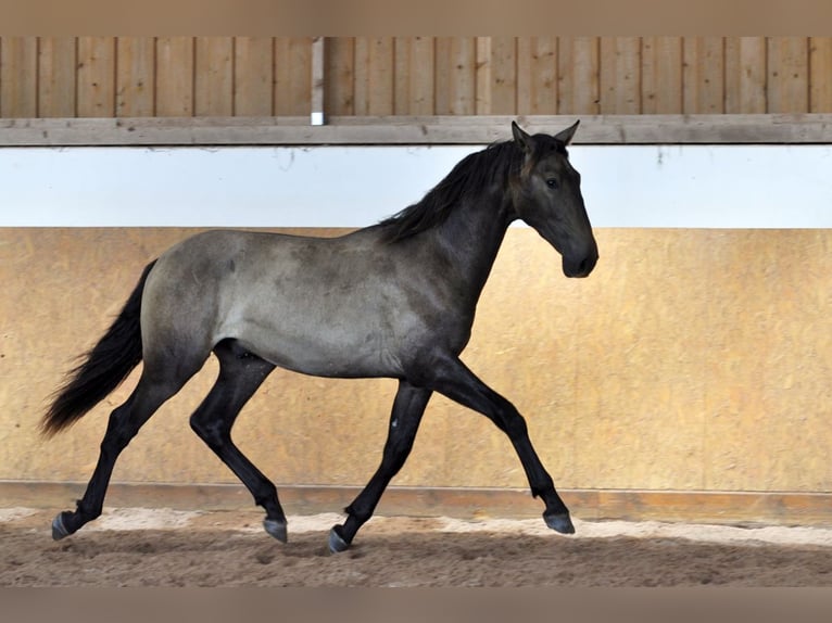 PRE Mix Hengst 1 Jahr 167 cm Schimmel in Waldh&#xF6;lzbach