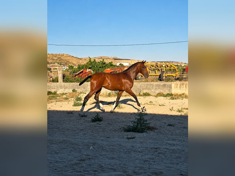 PRE Hengst 1 Jahr 168 cm Brauner in Valtierra