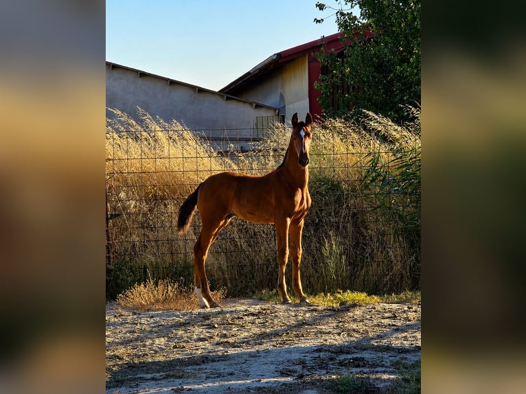 PRE Hengst 1 Jahr 168 cm Brauner in Valtierra