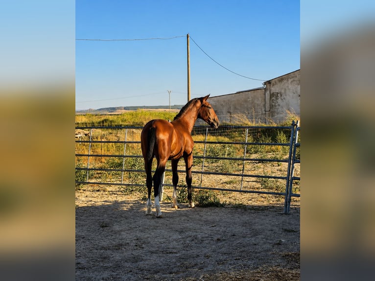 PRE Hengst 1 Jahr 168 cm Brauner in Valtierra