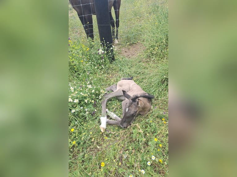 PRE Mix Hengst 1 Jahr 168 cm Buckskin in Malaga