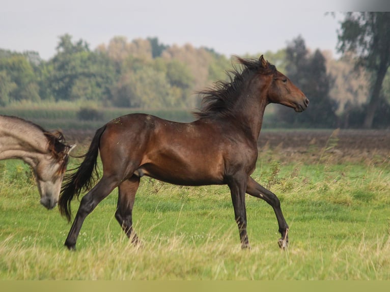 PRE Mix Hengst 1 Jahr 168 cm Dunkelbrauner in Wremen